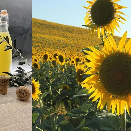 Verdicchio *